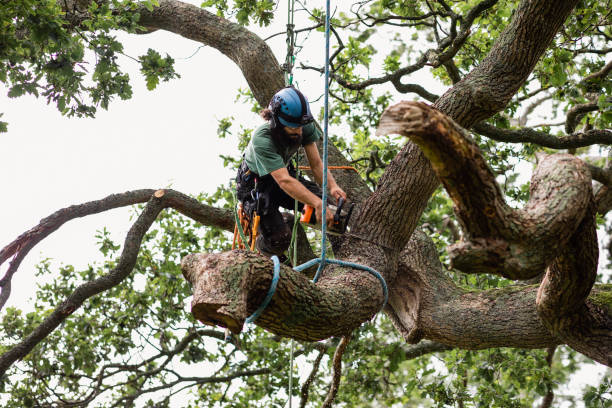 Reliable West Simsbury, CT Tree Care Solutions